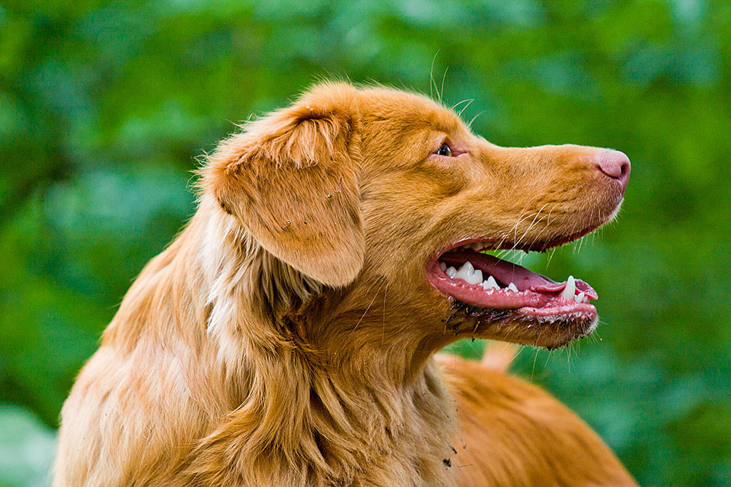 Edisons Kopf von der Seite in Großaufnahme
