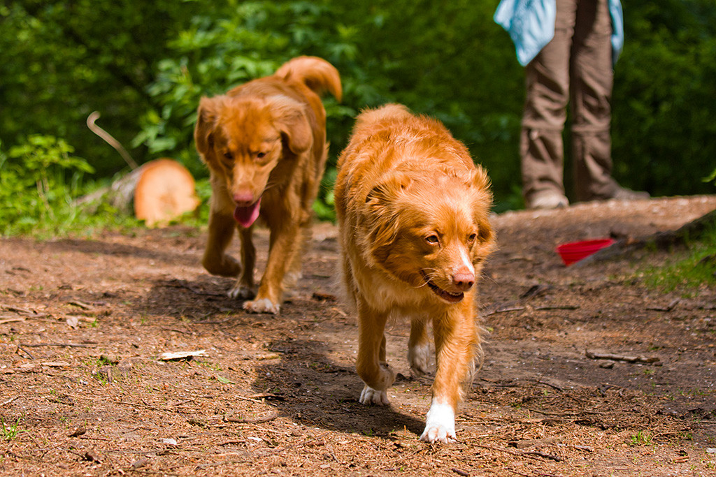 Edison und Frieda laufen auf die Kamera zu