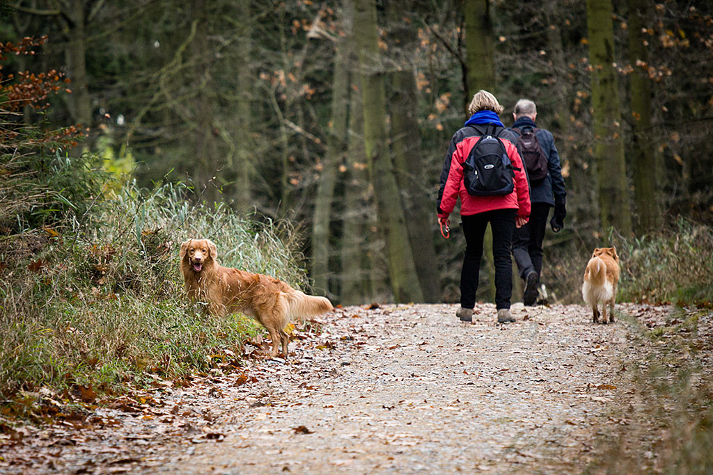 Edison steht am Rand eines Waldweges und schaut lächelnd in die Kamera während Sigrid, Theo und Frieda weiterlaufen