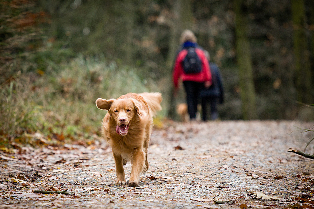 Edison läuft auf dem Waldweg mit heraushängender Zunge auf die Kamera zu, im Hintergrund sind Sigrid, Theo und Frieda zu sehen