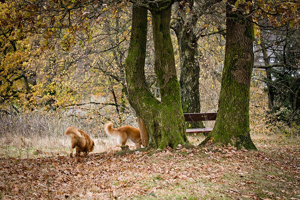 Edison und Frieda schnüffeln durchs heruntergefallene Laub an zwei nebeneinanderstehenden Bäumen, an denen eine Bank steht