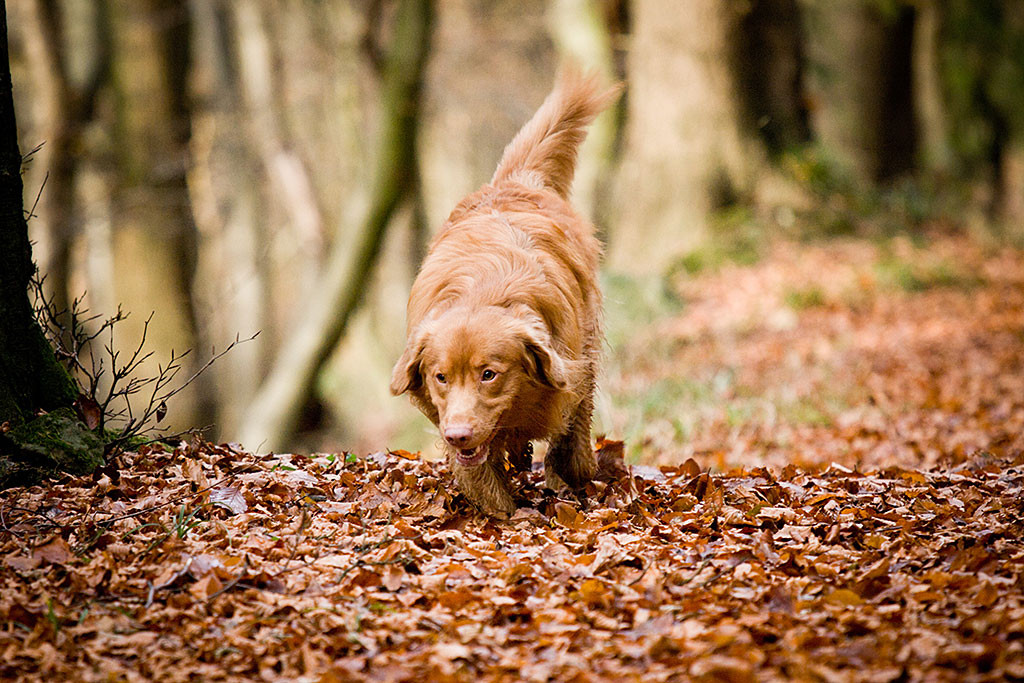 Edison läuft schnüffelnd über eine goldgelbe Laubdecke auf die Kamera zu