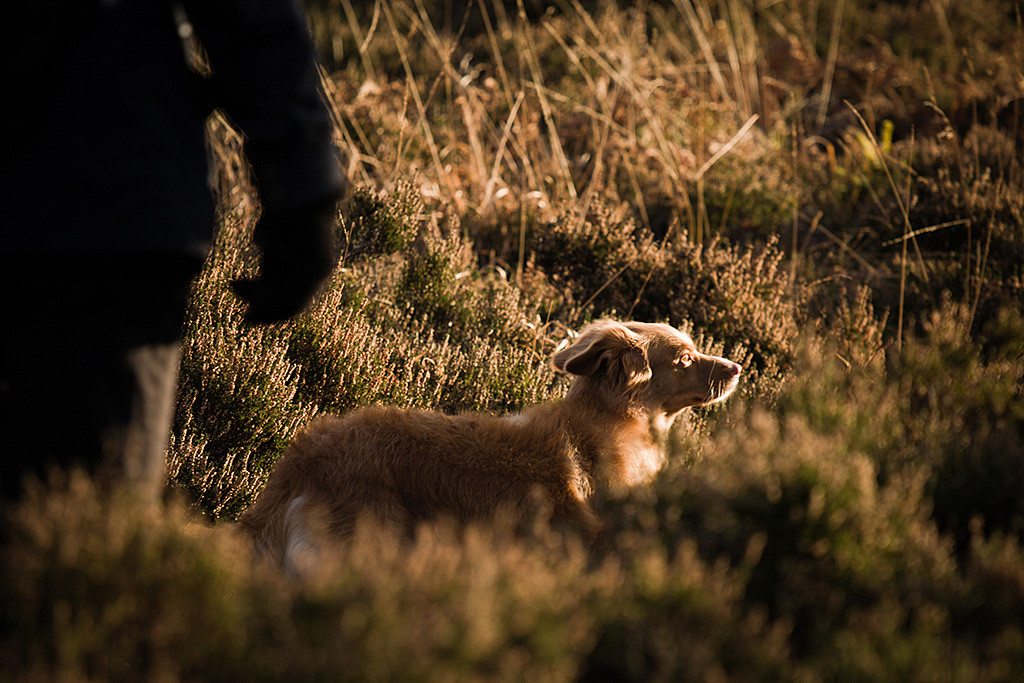 Frieda steht im Licht der untergehenden Sonne in mitten eines Meeres von Erikakraut