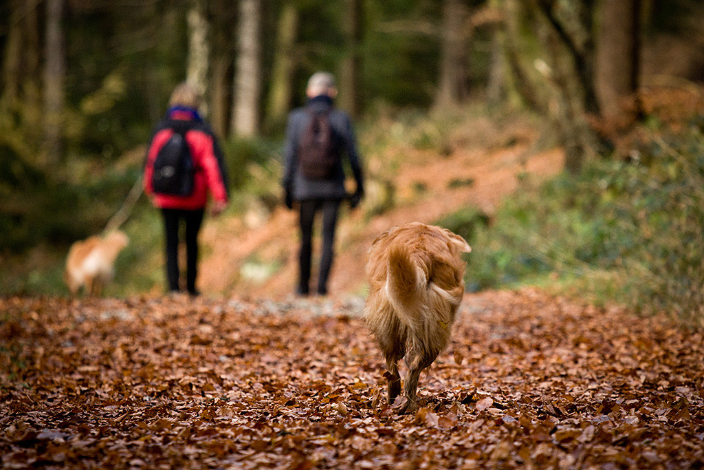 Edison rennt über eine goldgelbe Laubdecke auf die sich im Hintergrund befindenen Sigrid, Theo und Frieda zu