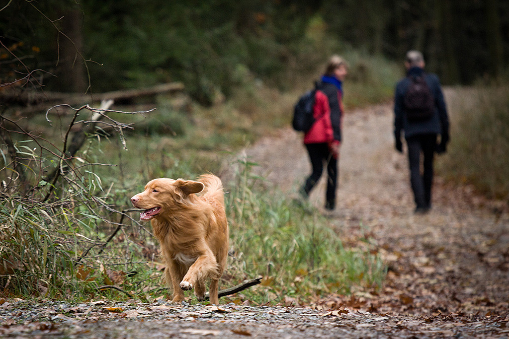 Edison läuft mit wehendem Fell am Wegesrand, im Hintergrund sieht man Sigrid und Theo