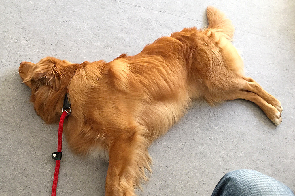 Edison liegt völlig entspannt im Wartezimmer des Arztes