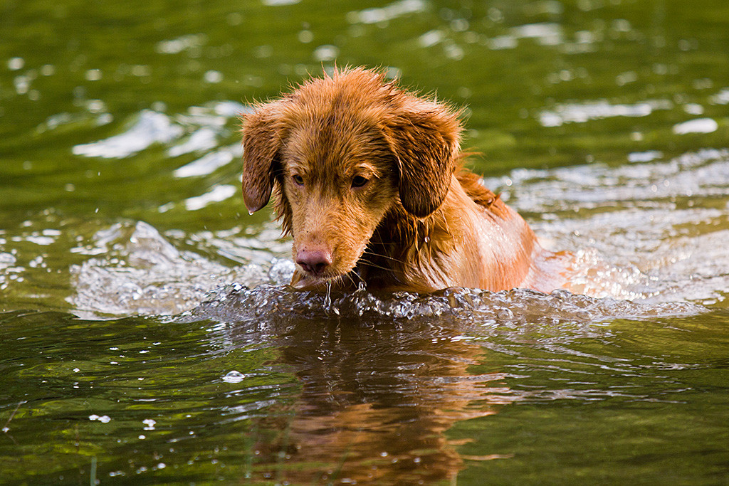 Edison entdeckt etwas im Wasser und schaut ganz aufmerksam hin