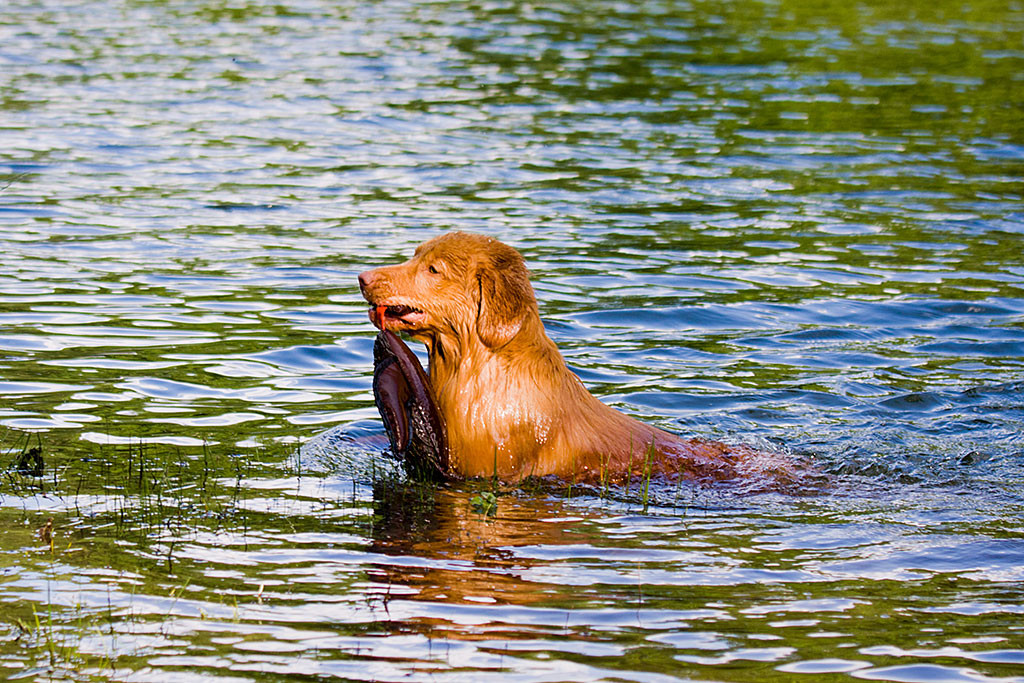 Edison bringt stolz die Dummy-Ente aus dem Wasser an Land