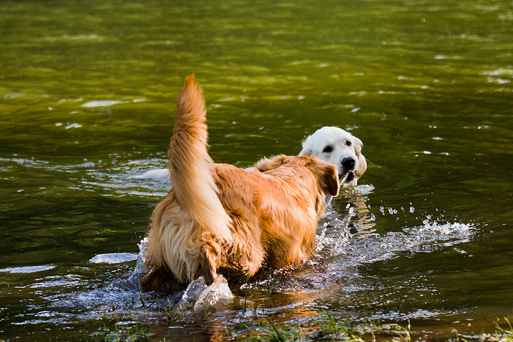 Edison geht zu Emma ins Wasser, die mit Stock im Fang schwimmt