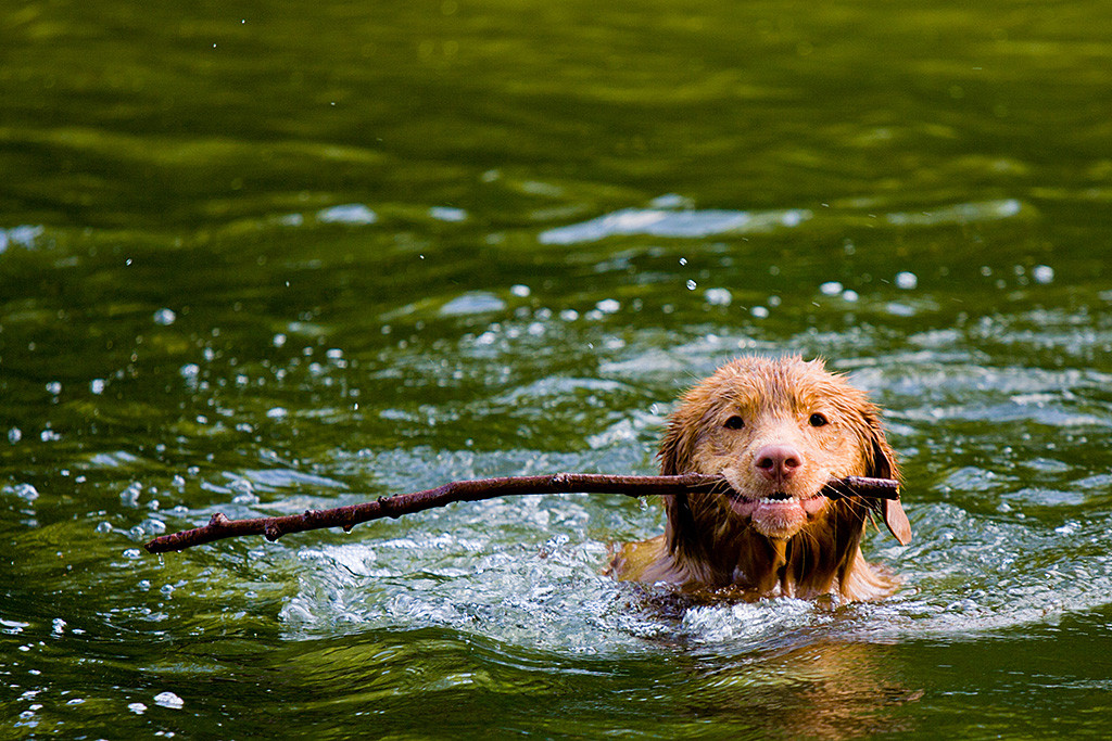 Edison schwimmt mit Stock im Fang