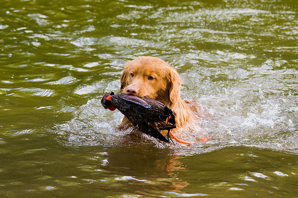 Edison schwimmt mit der Dummy-Ente im Fang