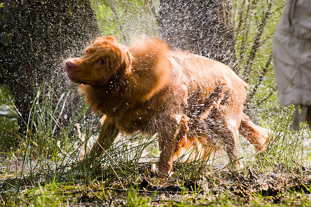 Edison schüttelt sich an Land
