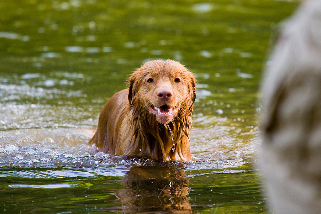 Edison schaut klitschnass in die Kamera während er im Wasser steht