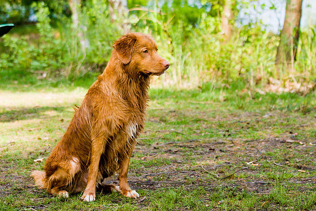 Edison sitzt nass am Ufer