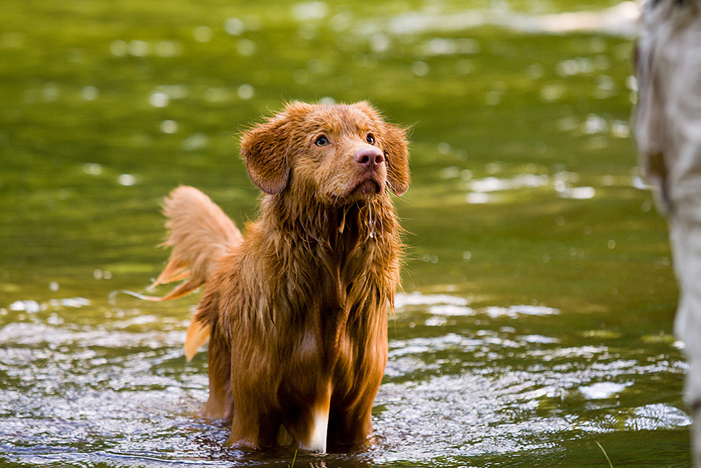 Edison steht klitschnass bis zum Bauch im Wasser und schaut hoch zu Stephan