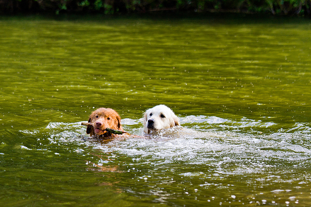 Edison war vor Emma beim Stock im Wasser zbd schwimmt nun mit ihm weg