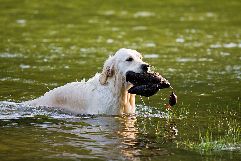 Emma bringt die Dummy-Ente aus dem Wasser an Land