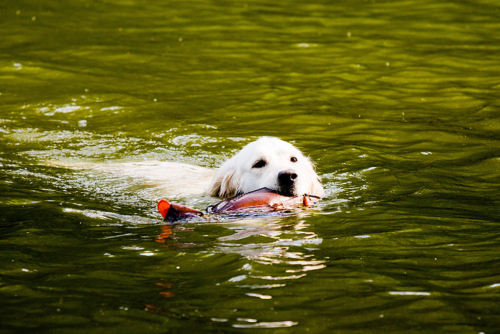 Emma schwimmt mit der Dummy-Ente im Fang