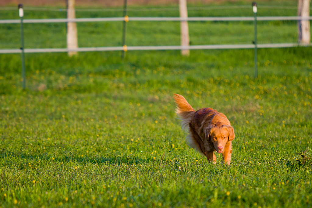 Edison wittert eine Fährte auf der Koppel