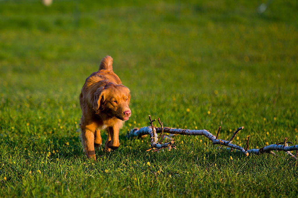 Edison läuft an einem Birkenast auf der Koppel vorbei