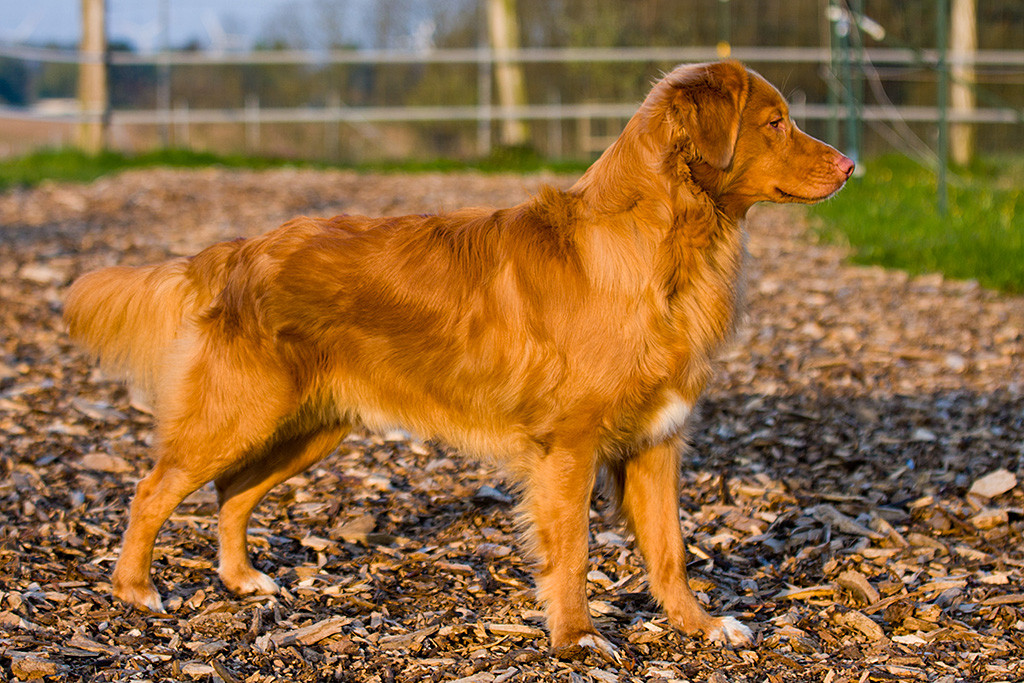 Edison posiert in der aufgehenden Sonne