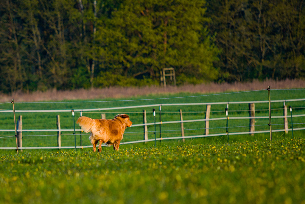 Edison rennt über die Koppel