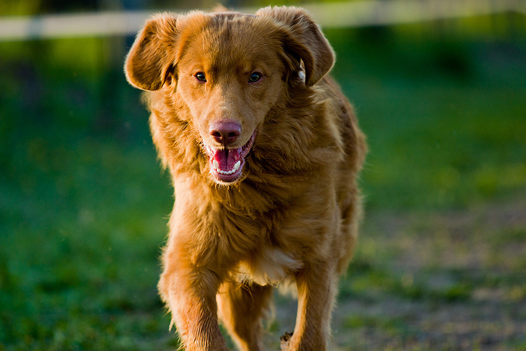 Edison rennt auf die Kamera zu und grinst dabei