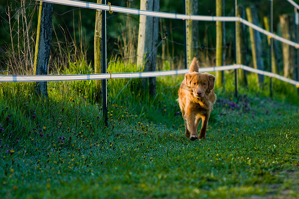 Edison läuft über das taunasse Gras am Rande der Koppel