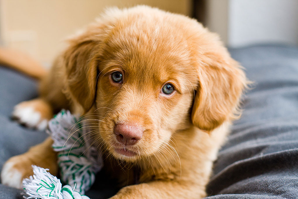 Edison auf seinem Kissen mit einem Kautau