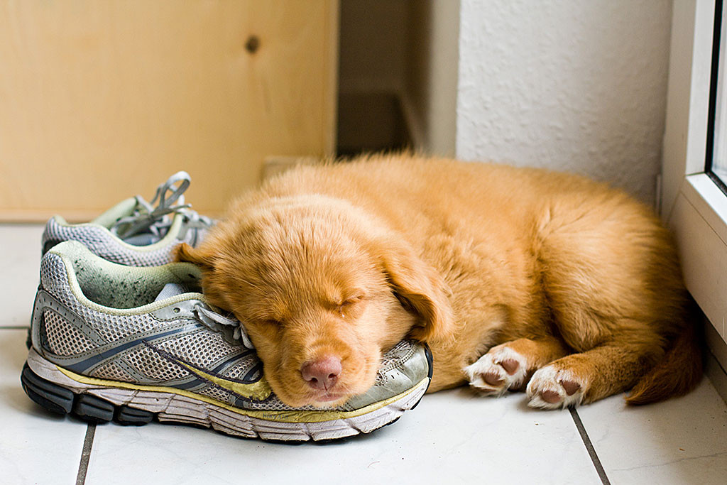 Edison schläft mit dem Kopf auf Turnschuhen