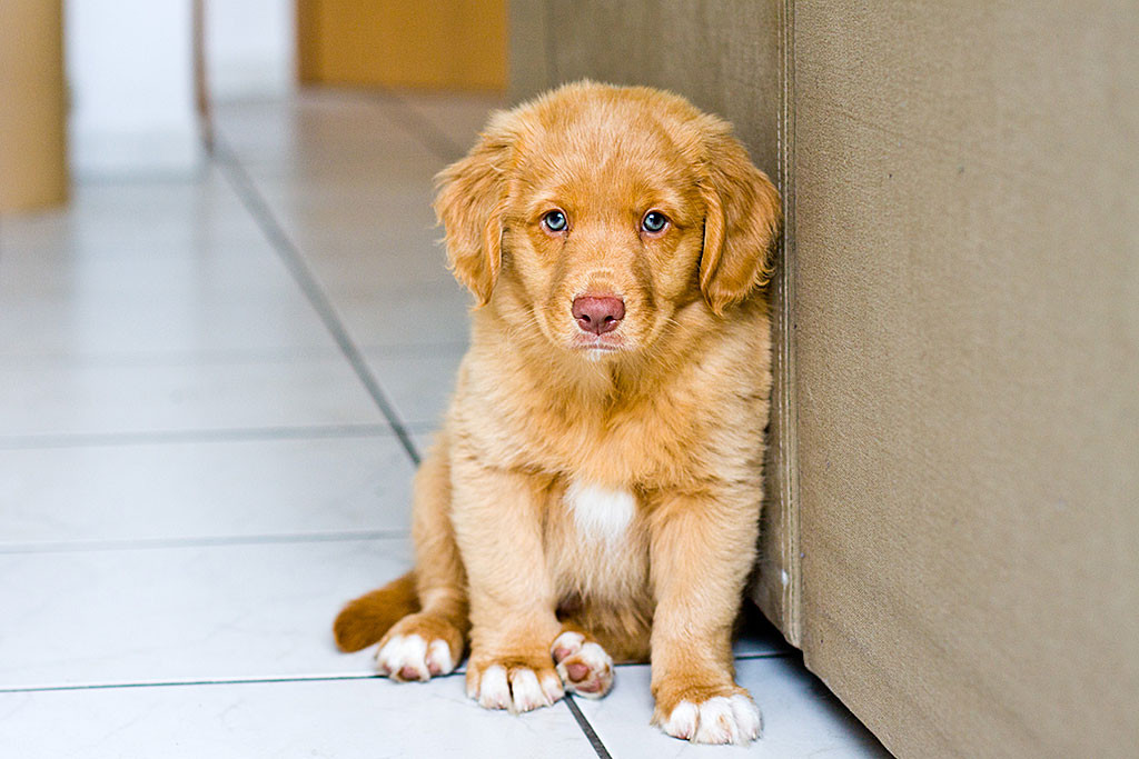 Edison sitzt verschlafen vor der Couch