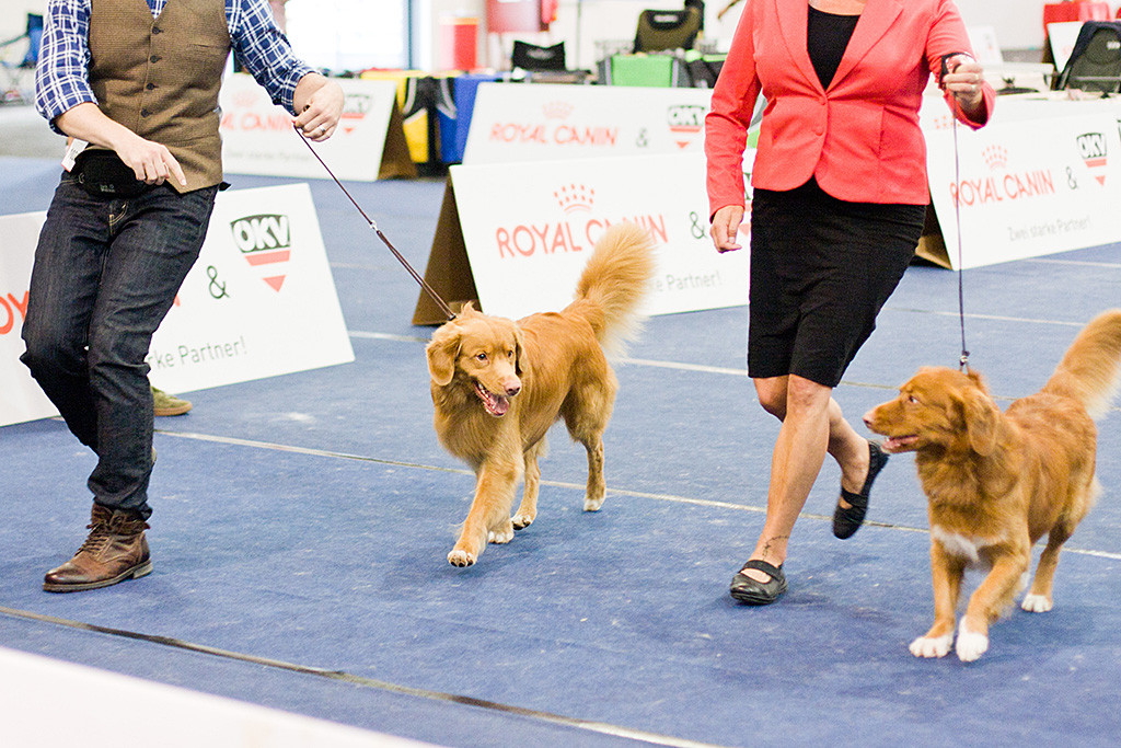 Edison im Laufduell mit »Shaggy Toller’s Red Hot Dexter«