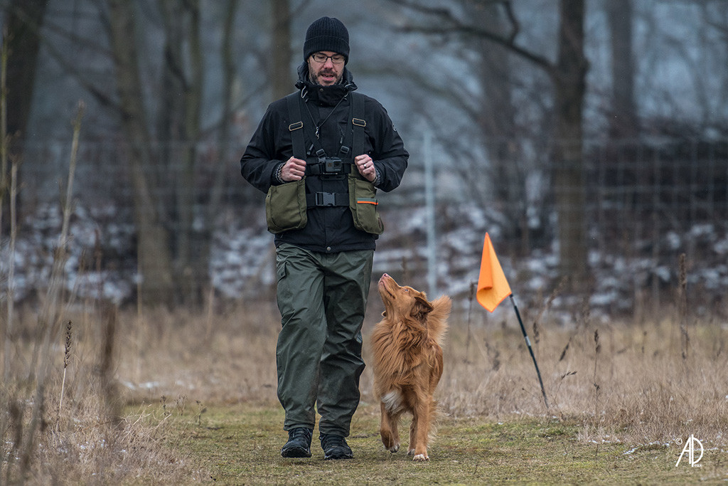 Edison läuft frei bei Fuß neben Stephan und schaut zu ihm nach oben