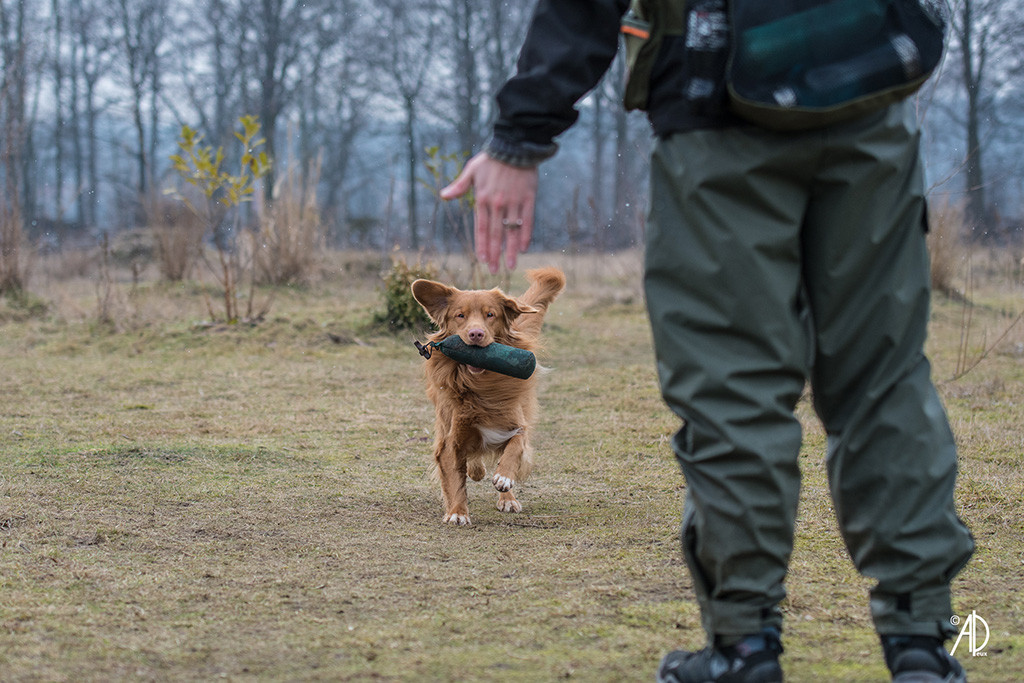 Edison mit Dummy im Fang auf dem Rückweg zu Stephan, der seine linke Hand ausstreckt