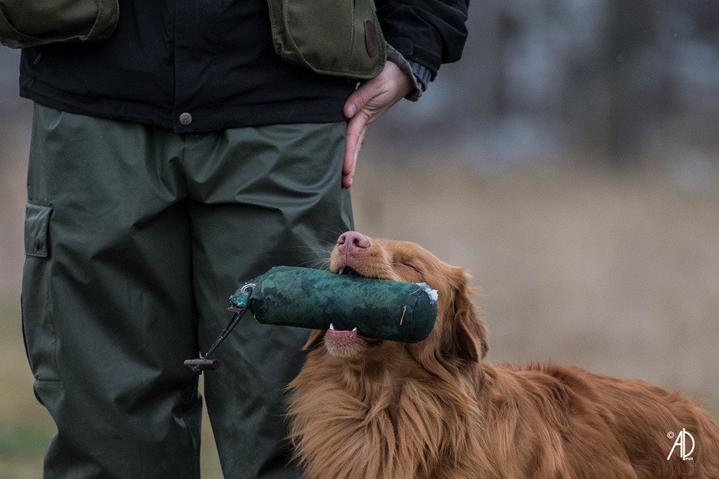 Edison mit Dummy im Fang und Augen zu kurz vor der Abgabe