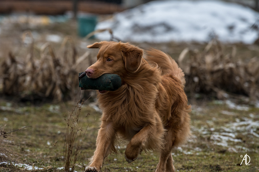 Edison rennt dynamisch mit dem Dummy im Fang über den Trainingsplatz
