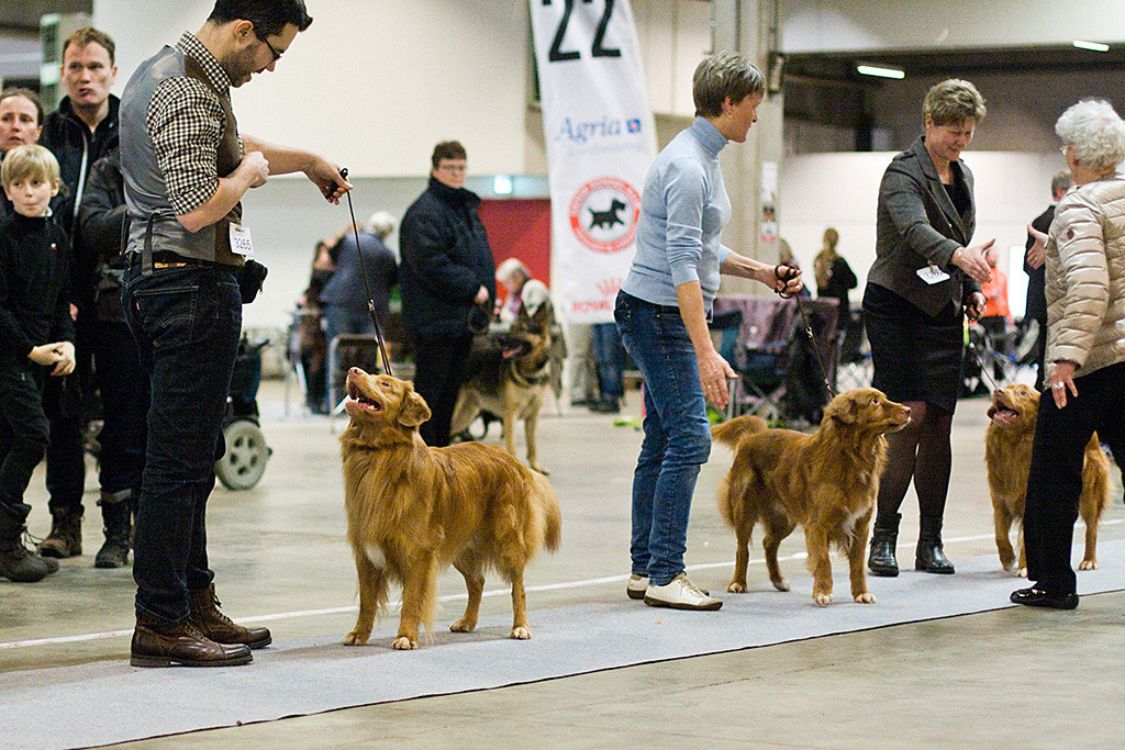 Edison steht aufgereiht mit den anderen championwürdigen Rüden während die Richterin den Ausstellern gratuliert