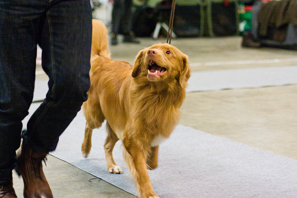 Edison läuft freudestrahlend an Stephans Seite und schaut zu ihm hoch