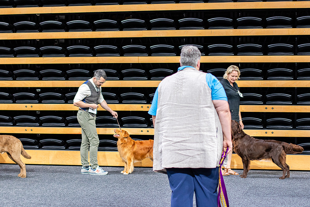 Edison steht zwischen Chessi und Flat Coated Retriever in einer Reihe