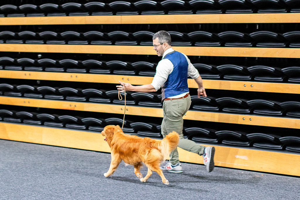 Newton läuft im perfekten Kreuzgang neben Stephan an lockerer Leine durch den Ring