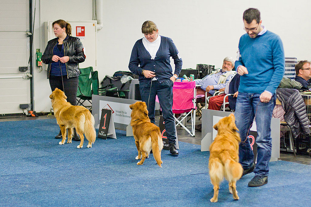 »Alba Nuadh Gwenny’s Working Secret«, »Shaggy Toller’s Red Hot Dexter« und Edison stehen am Rand