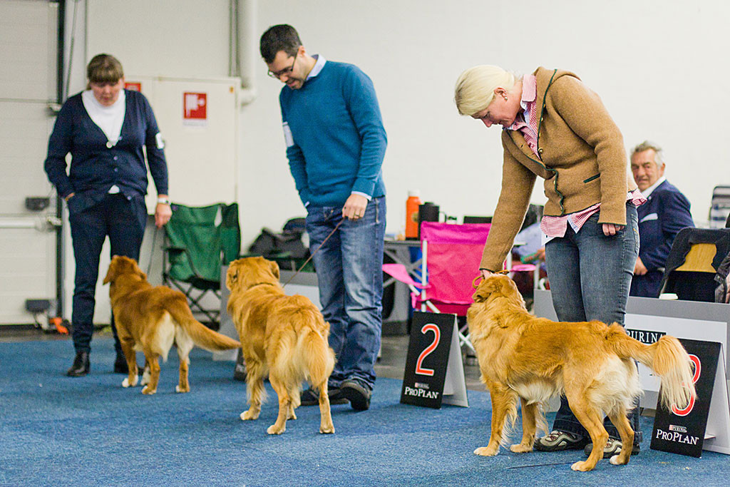 »Shaggy Toller’s Red Hot Dexter«, Edison und »Forestrunners Bobby« stehen am Rand