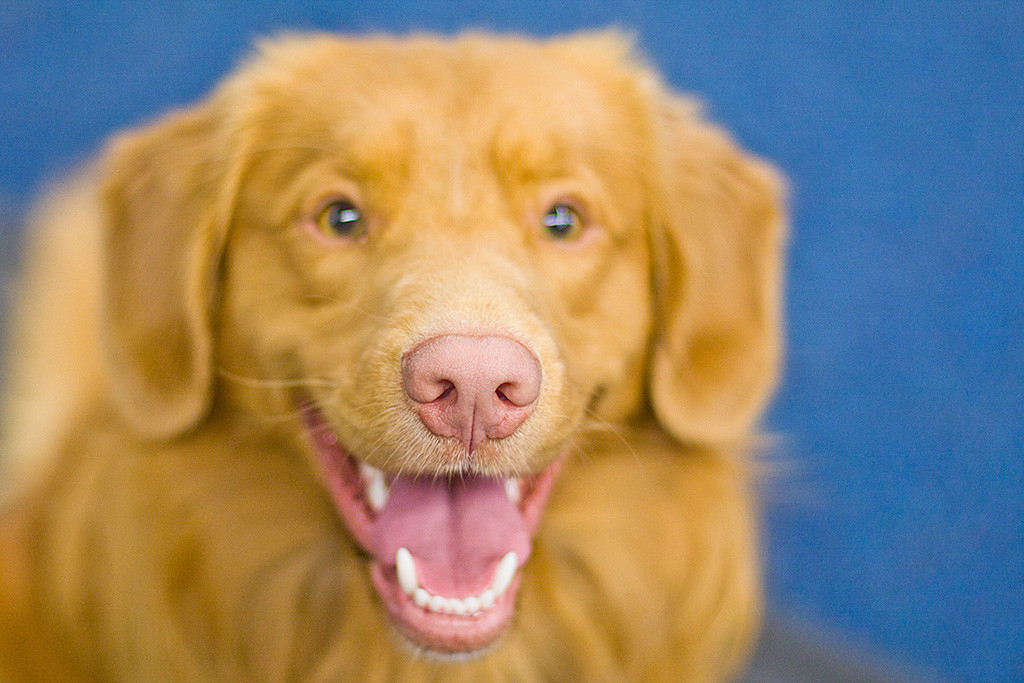 Edisons Kopf von vorn in Nahaufnahme mit Fokus auf die Nase