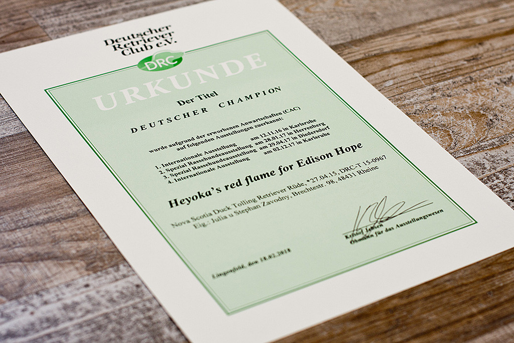 Edisons Urkunde zum Deutschen Champion DRC