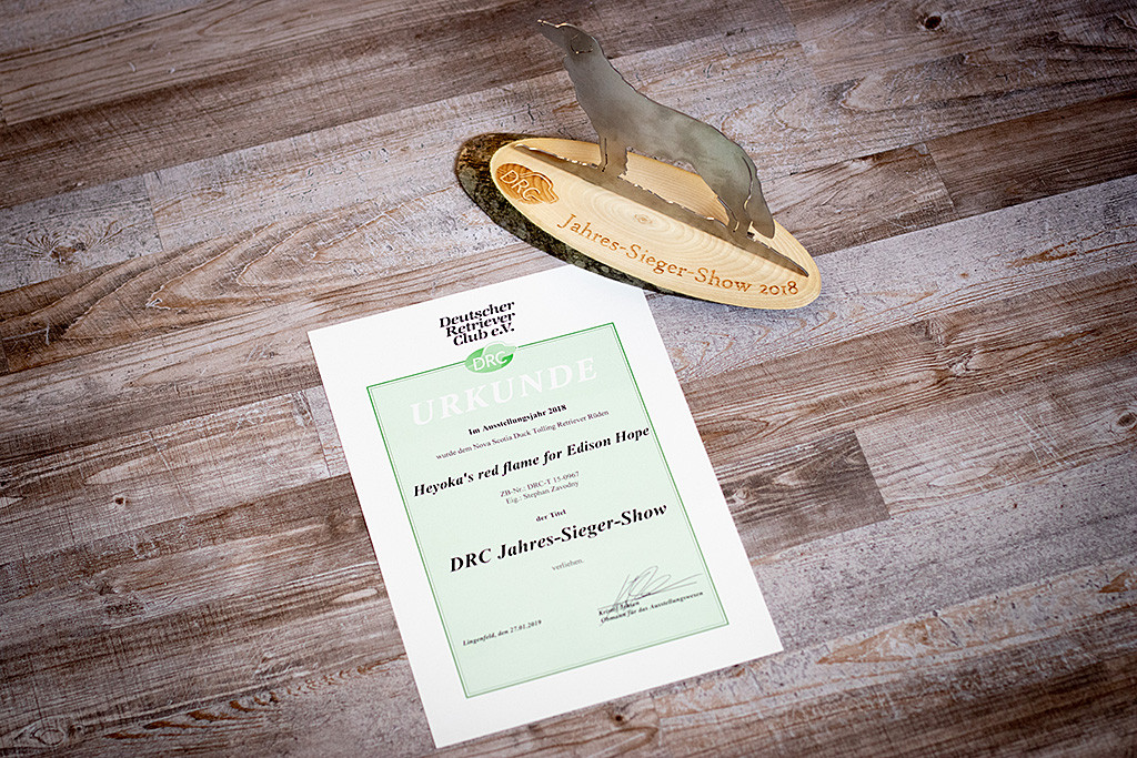 Edisons Urkunde und Trophäe zum DRC Jahres-Sieger-Show 2018
