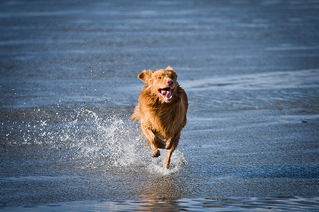 Edison flitzt mit einem irren Blick übers Wattenmeer während Wasser dabei in die Höhe spritzt