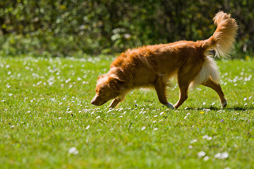 Frieda sucht mit gesenkter Nase auf der Wiese