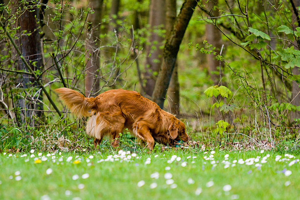 Edison findet den Dummy im Unterholz