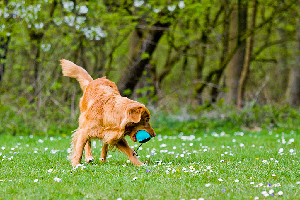 Edison dreht mit dem Dummy im Fang um, um ihn zurückzubringen