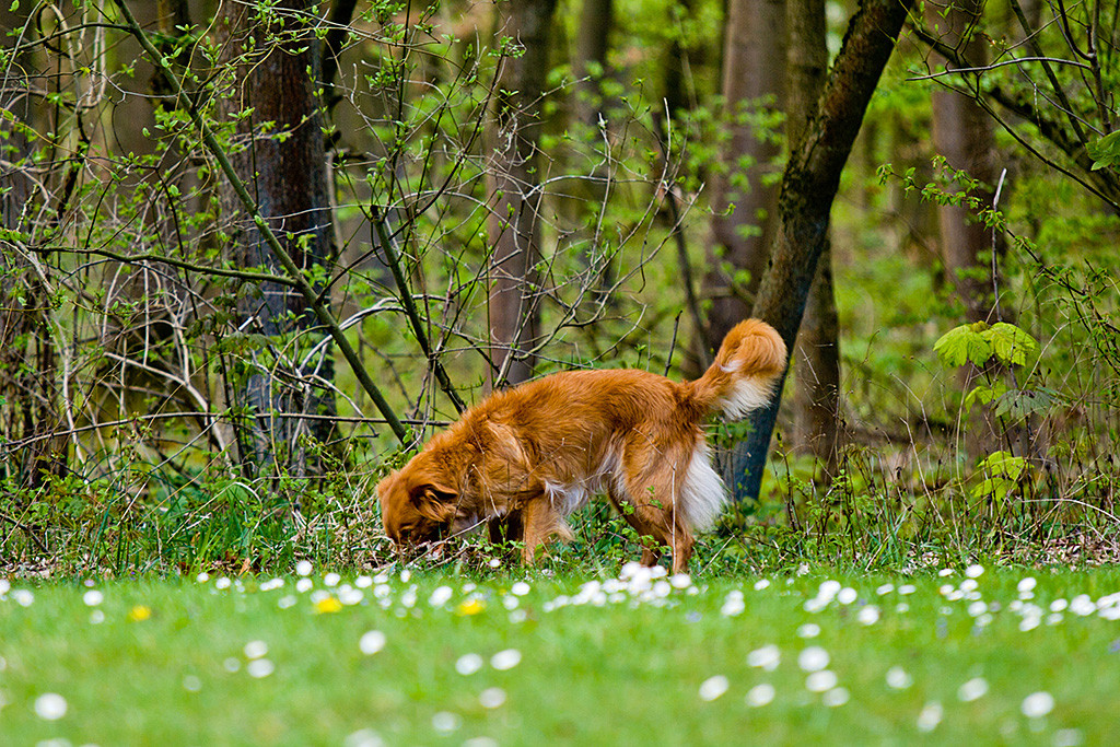 Frieda findet den Dummy im Unterholz